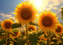 Soleil et tournesols en pleine floraison